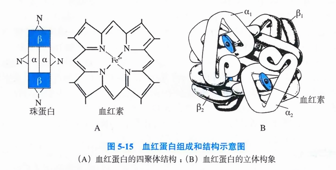 血红蛋自组成和结构示意图
