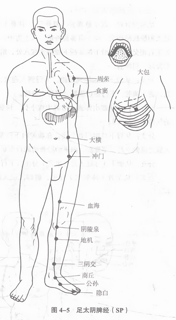 足太阴脾经（sp）