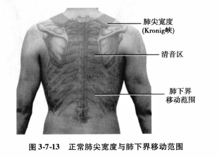 正常肺尖宽度与肺下界移动范围