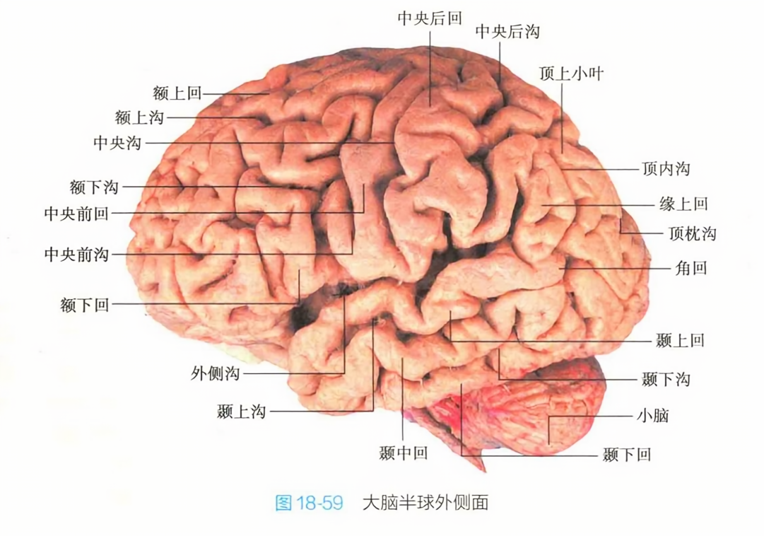 大脑半球外侧面