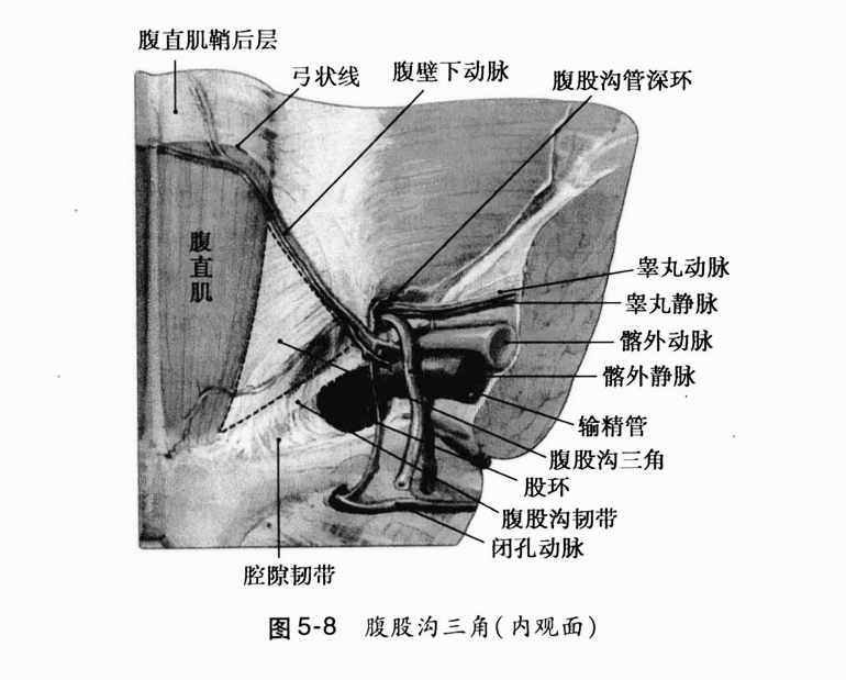 腹股沟三角(内观面)