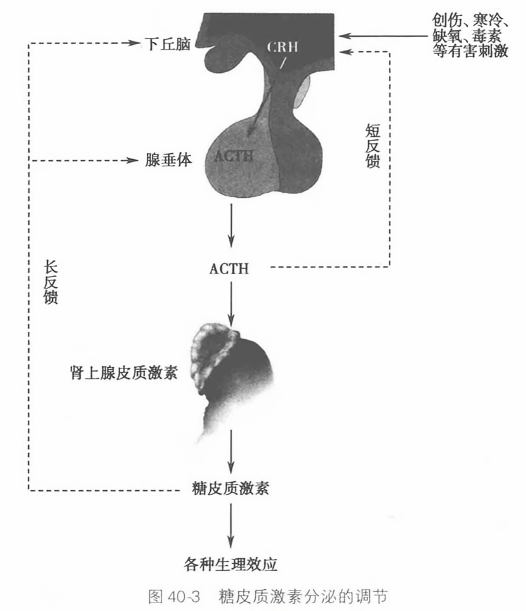 糖皮质激素分泌的调节