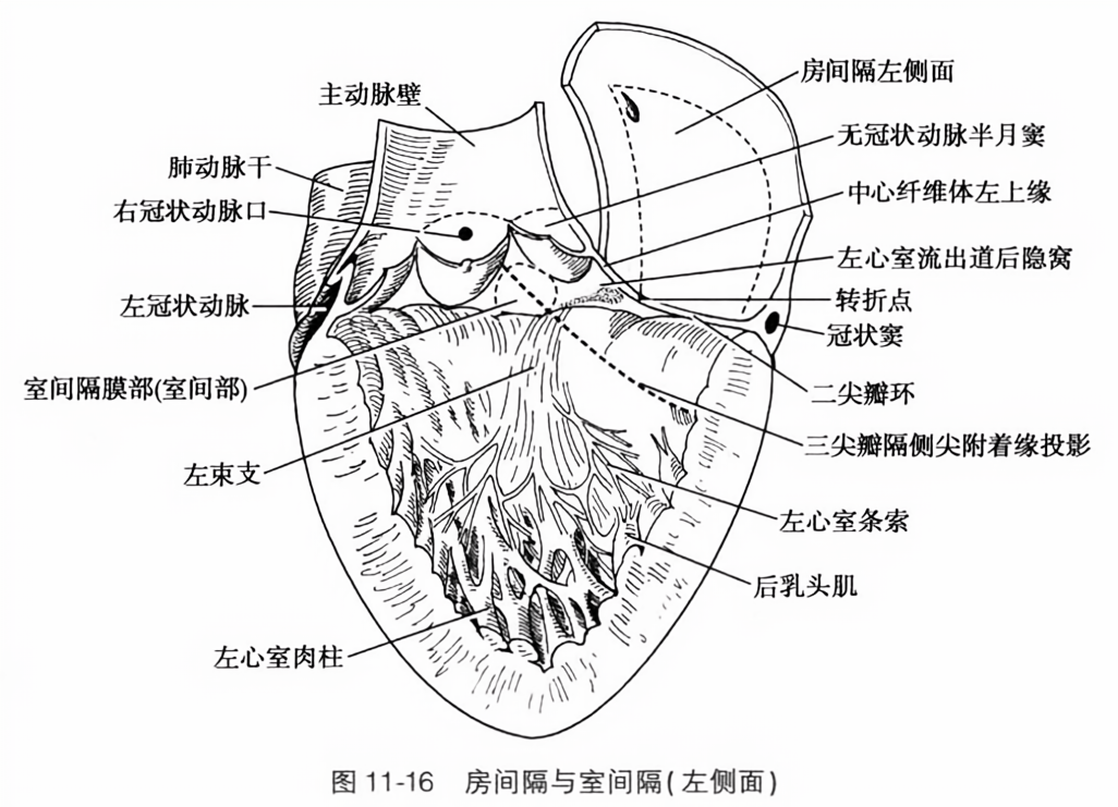 房间隔与室间隔(左侧面)