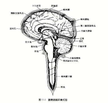 脑脊液循环模式图