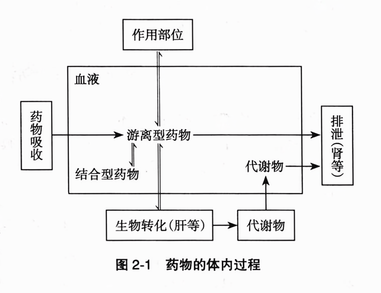 药物的体内过程