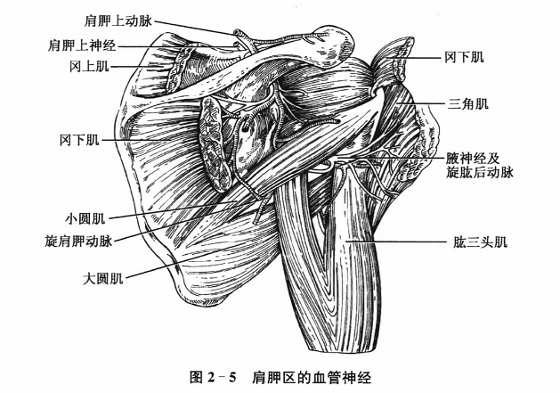 肩胛区的血管神经