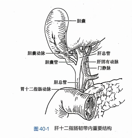 肝十二指肠韧带内重要结构