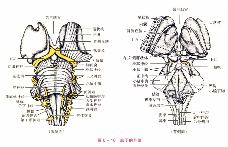 脑干的外形