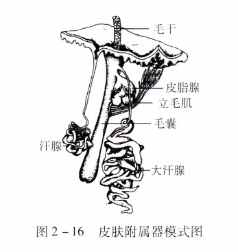 皮肤附属器模式图
