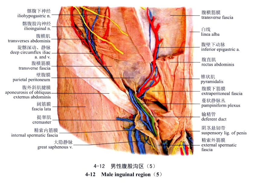 男性腹股沟区(5)