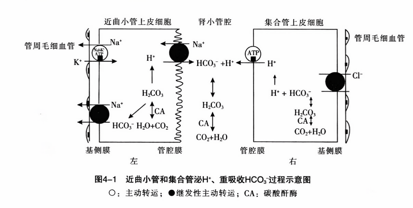 近曲小管和集合管泌h、重吸收hco过程示意图