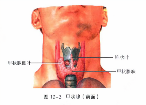 甲状腺(前面)