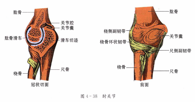 肘关节