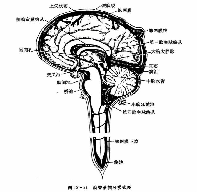 脑脊液循环模式图
