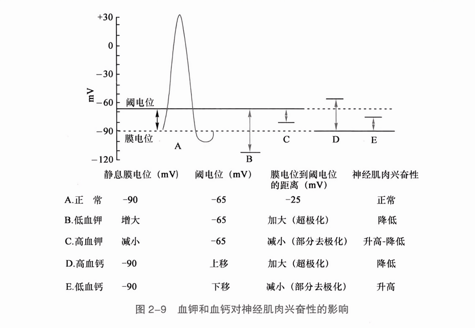 血钾和血钙对神经肌肉兴奋性的影响