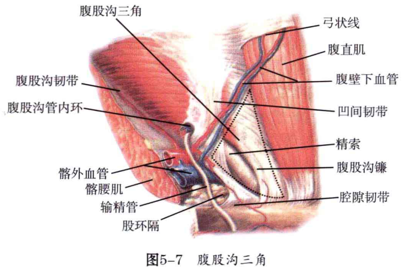 图5-7 腹股沟三角