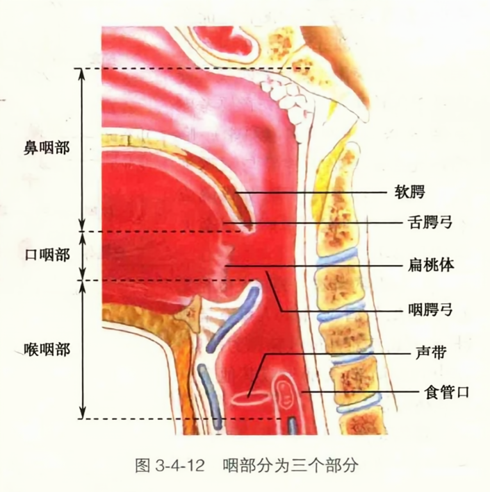 咽部分为三个部分