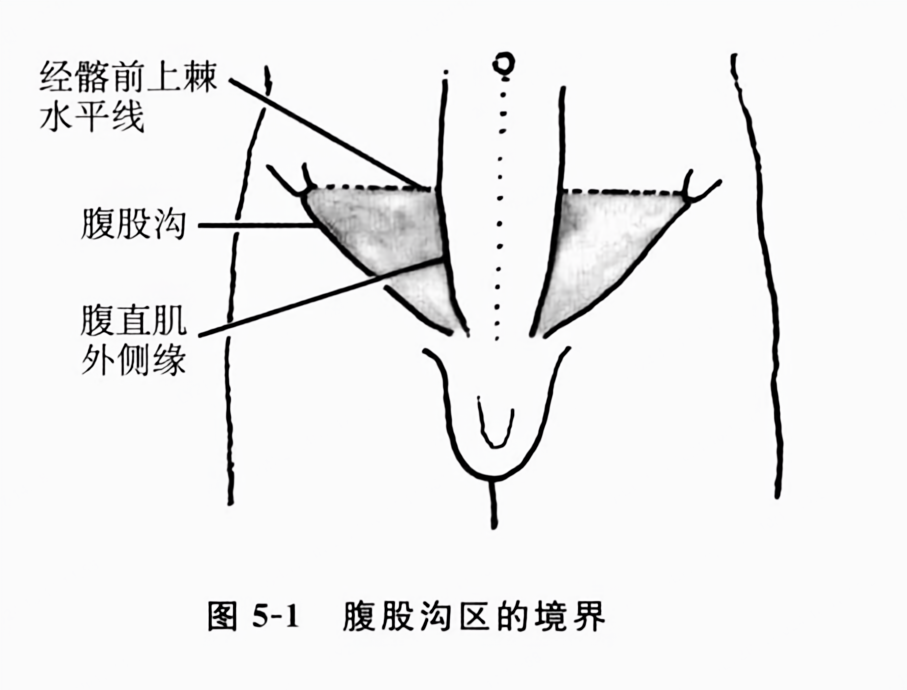 腹股沟区的境界
