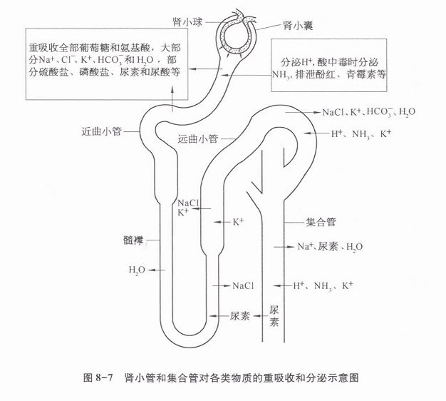 肾小管和集合管对各类物质的重吸收和分泌示意图