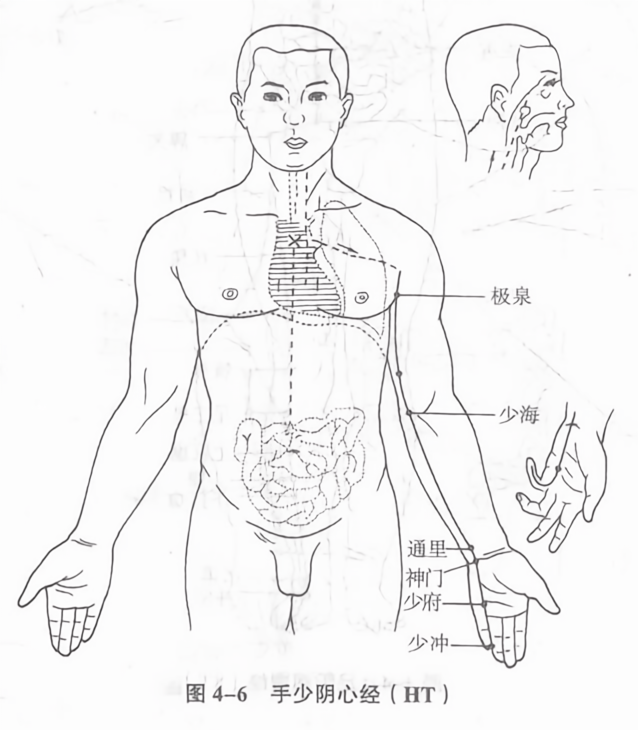 手少阴心经（ht）