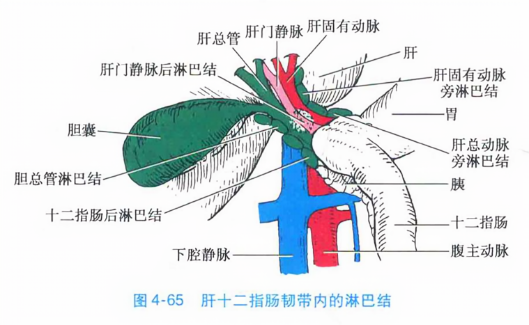 肝十二指肠韧带内的淋巴结