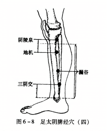 足太阴脾经穴(四)