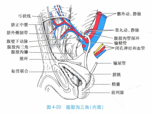 腹股沟三角(内面)