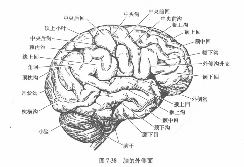 脑的外侧面