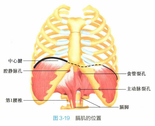 膈肌的位置