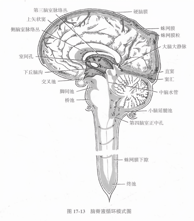 脑脊液循环模式图
