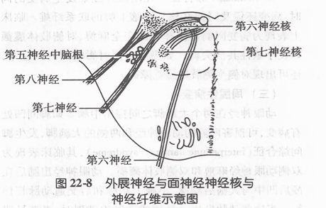 外展神经与面神经神经核与神经纤维示意图