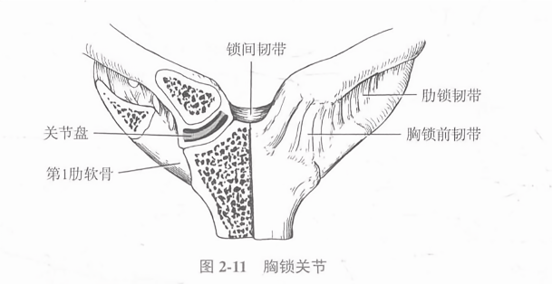 胸锁关节