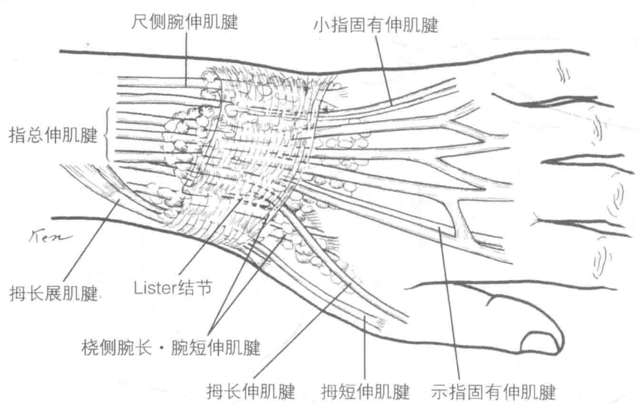 拇长伸肌腱 拇短伸肌腱 示指固有伸肌腱