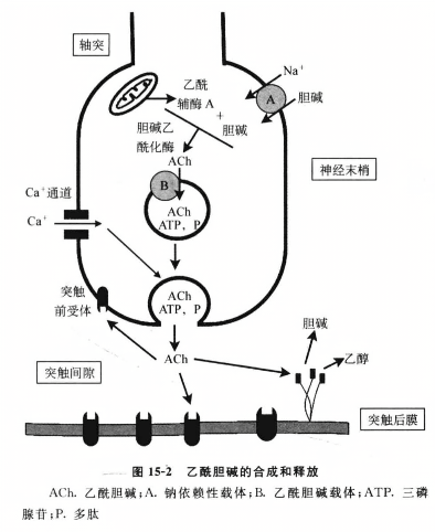 乙酰胆碱的合成和释放