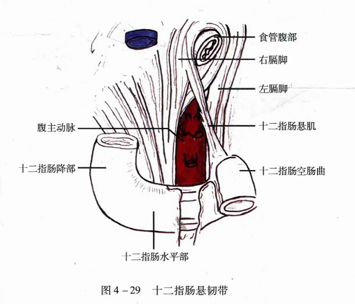 十二指肠悬韧带