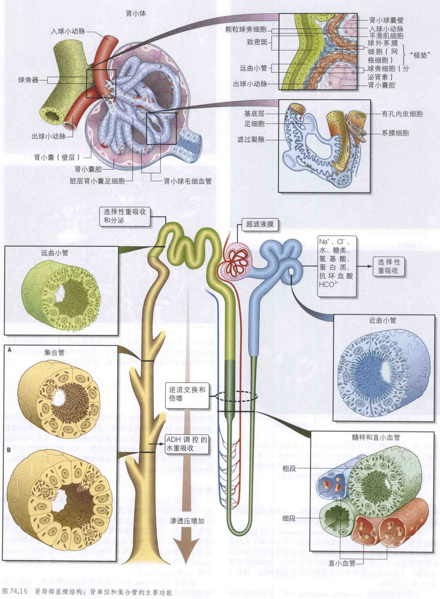 图74.15 肾局部显微结构:肾单位和集合管的主要功能