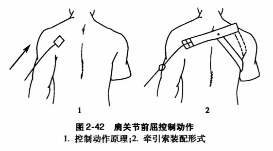 肩关节前屈控制动作
