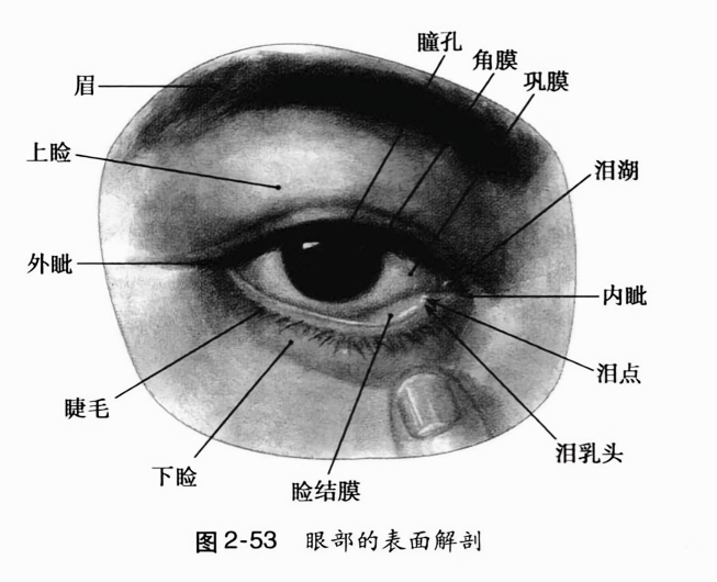 眼部的表面解剖