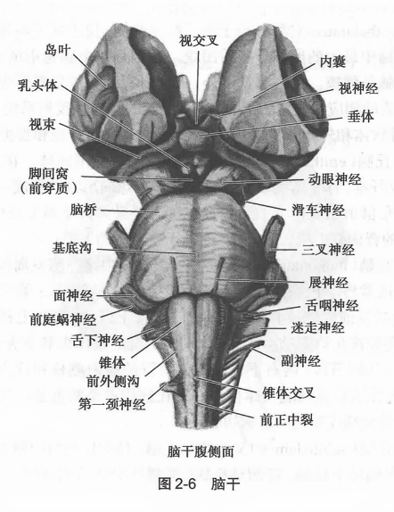 脑干