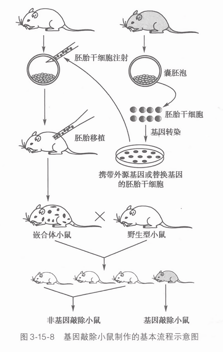 基因敲除小鼠制作的基本流程示意图