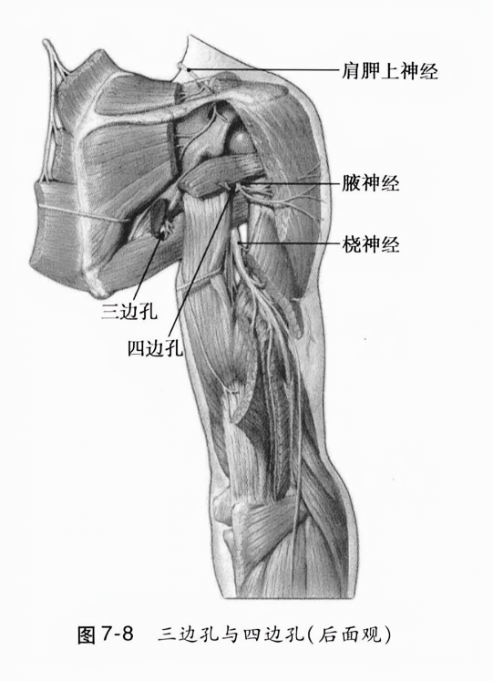 三边孔与四边孔(后面观)