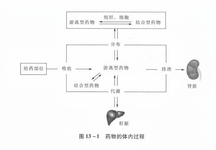 药物的体内过程