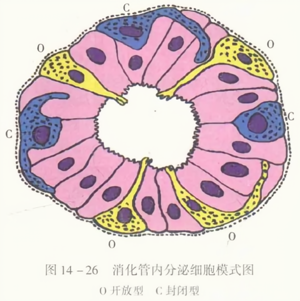 消化管内分泌细胞模式图