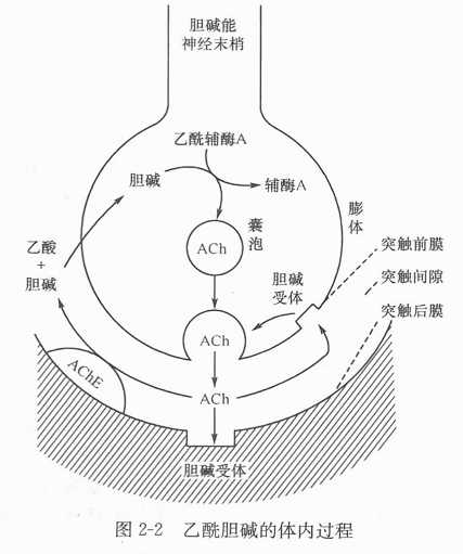 乙酰胆碱的体内过程