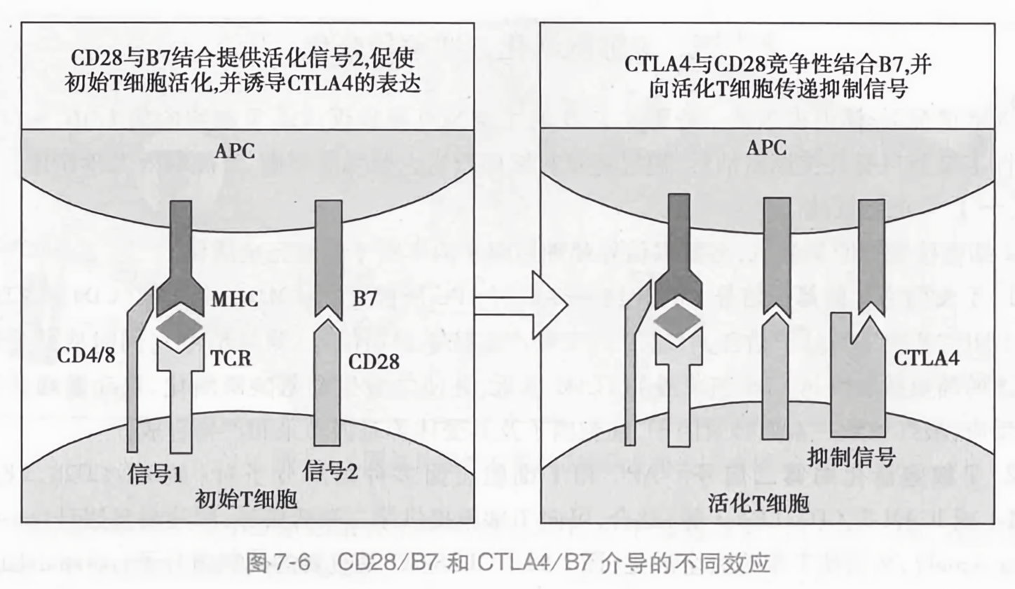 cd28-b7和ctla4-b7 介导的不同效应