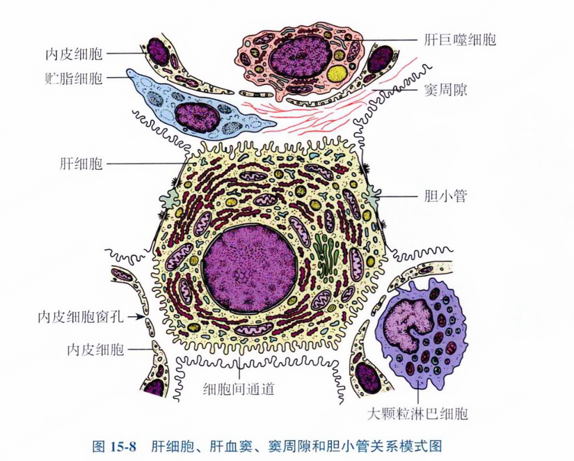 肝细胞、肝血窦、窦周隙和胆小管关系模式图