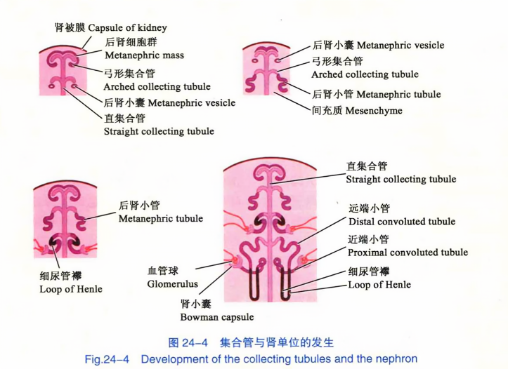 集合管与肾单位的发生