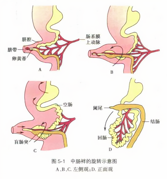 中肠袢的旋转示意图