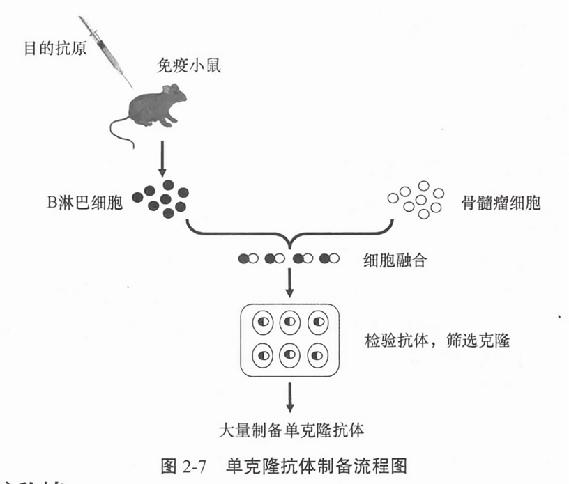 单克隆抗体制备流程图