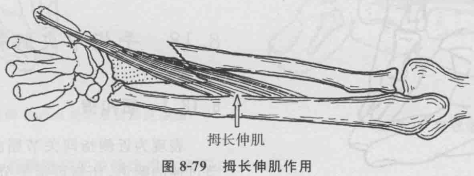 图8-79 拇长伸肌作用